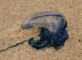 0123-0907 Jellyfish (1528)